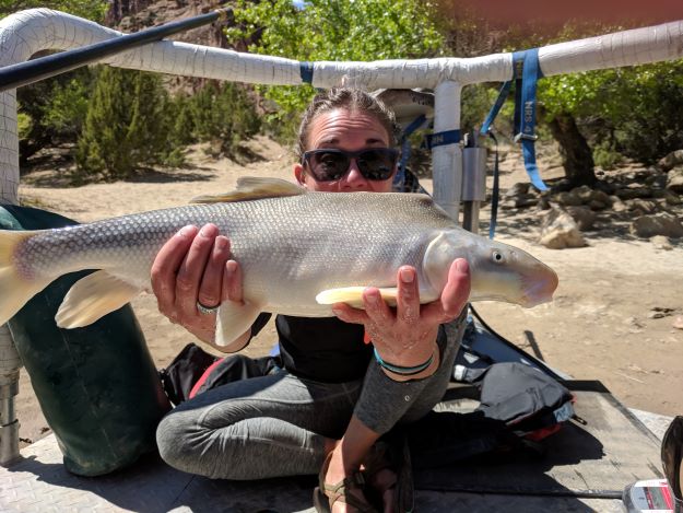 Endangered Fish of the Colorado River System