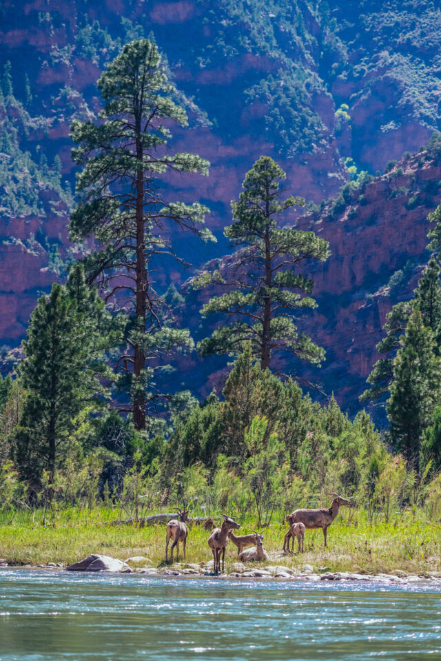 Spring River Utah When to Book Your Utah River Rafting Trip: A Seasonal Guide